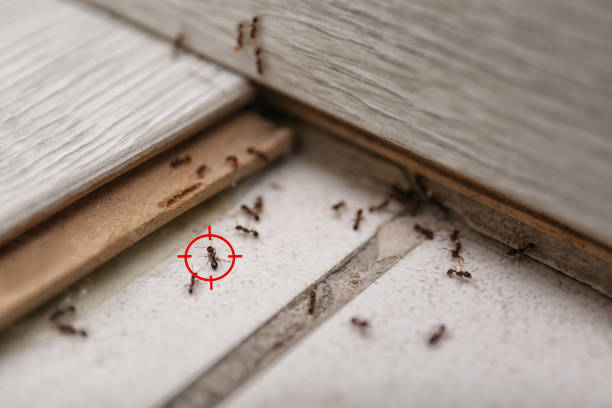 Best Ant Control Services  in Petoskey, MI