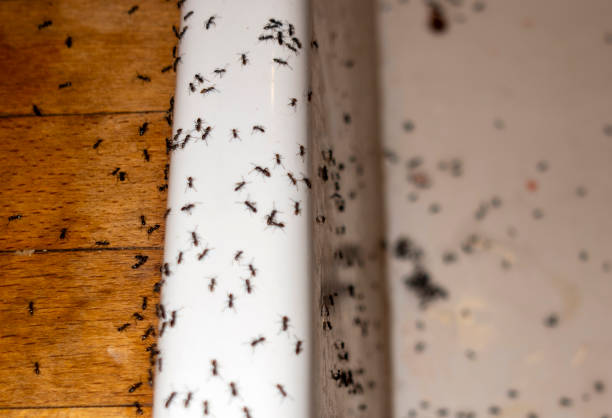 Best Wasp Removal Services  in Petoskey, MI