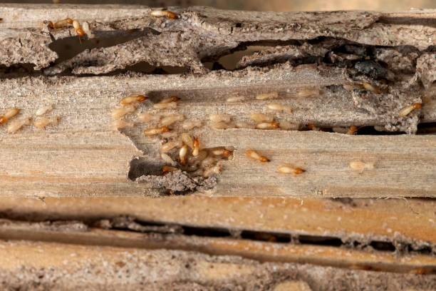 Best Pest Prevention Services  in Petoskey, MI