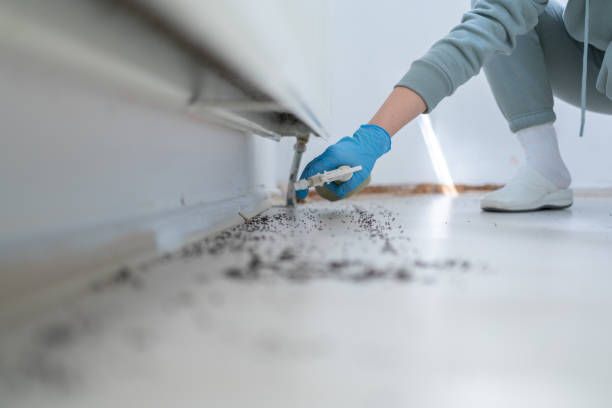 Best Cockroach Control Services  in Petoskey, MI